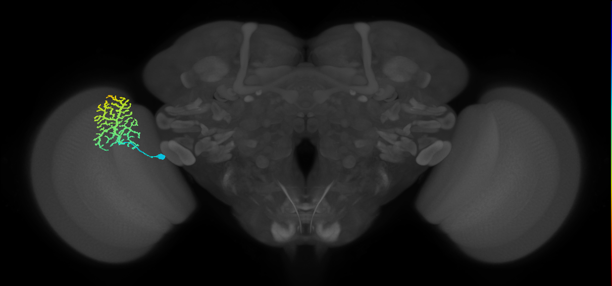 Dm13_L (MaleCNS:512803)