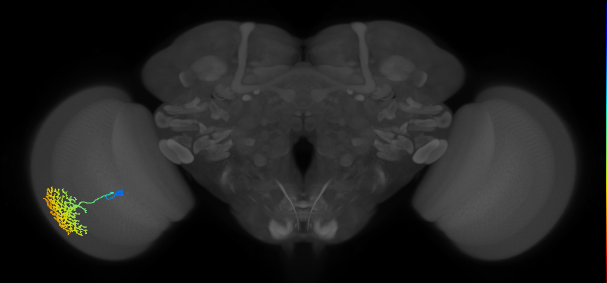 Dm13_L (MaleCNS:14031)