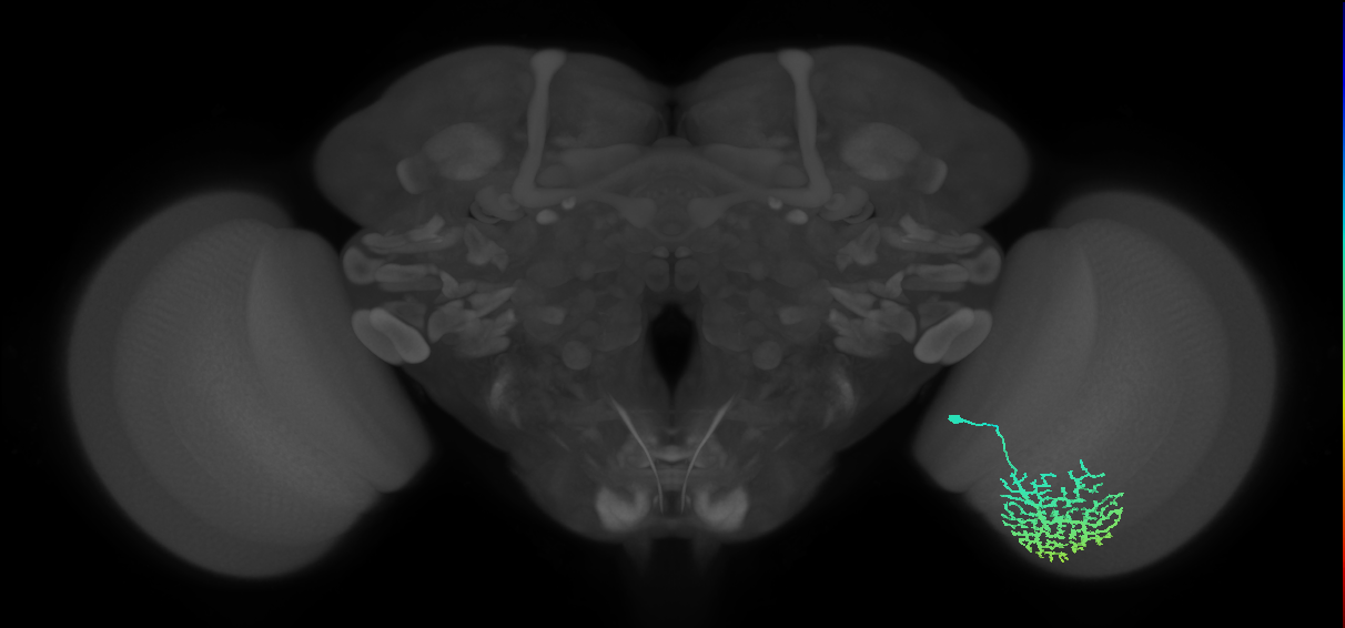 Dm13_R (MaleCNS:15392)