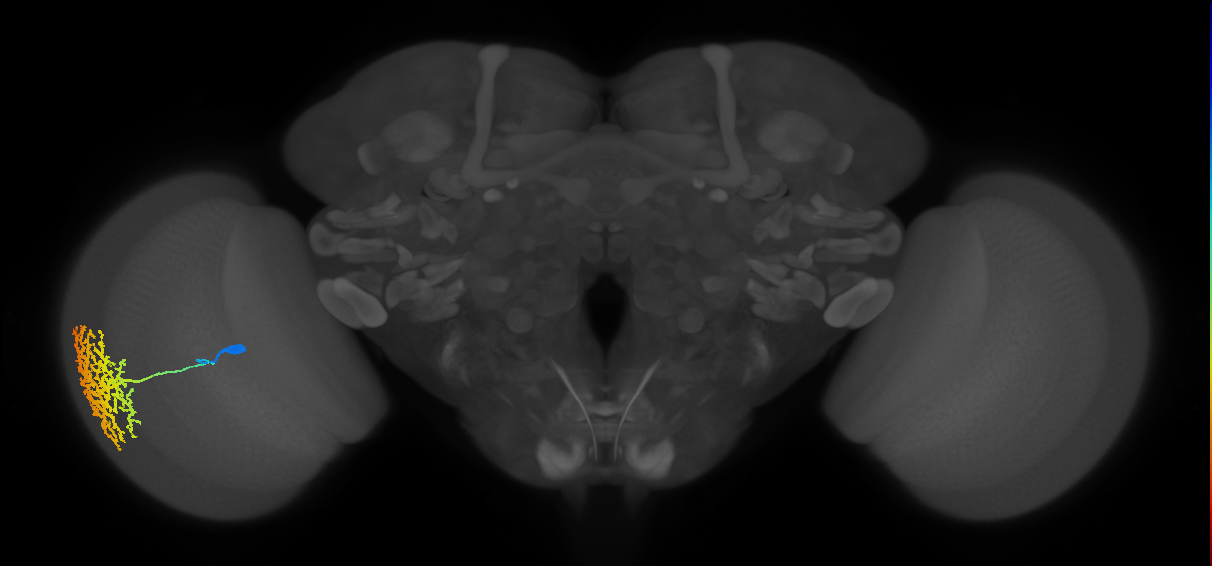 Dm13_L (MaleCNS:521118)