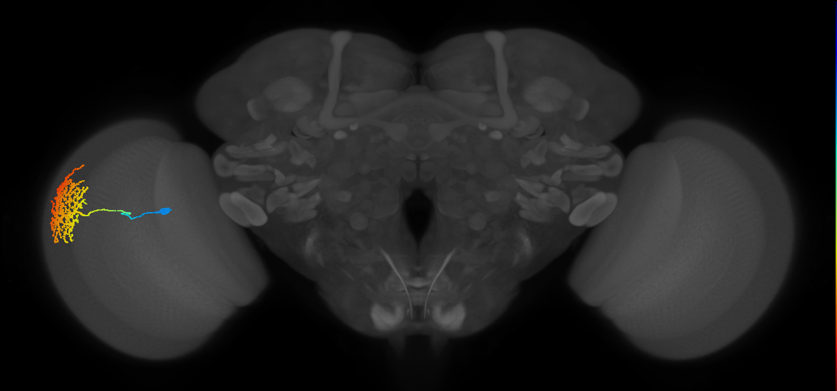 Dm13_L (MaleCNS:13729)