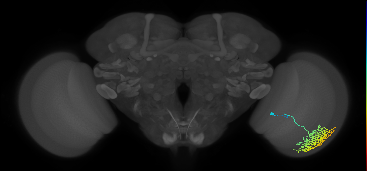 Dm13_R (MaleCNS:13506)