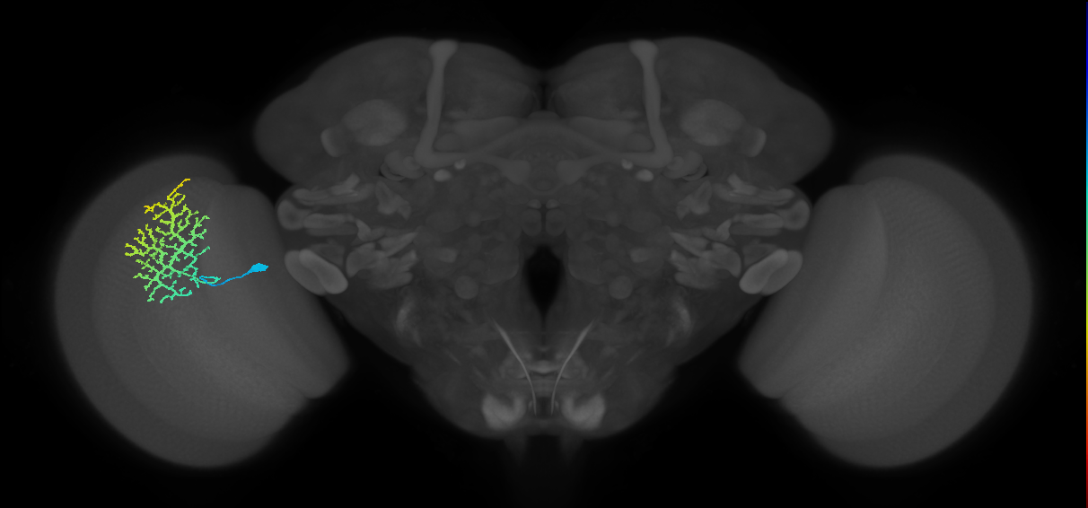 Dm13
