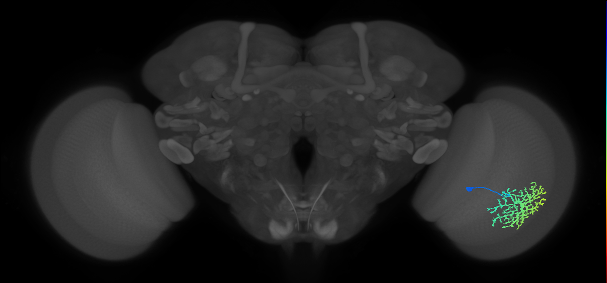 Dm13_R (MaleCNS:15366)