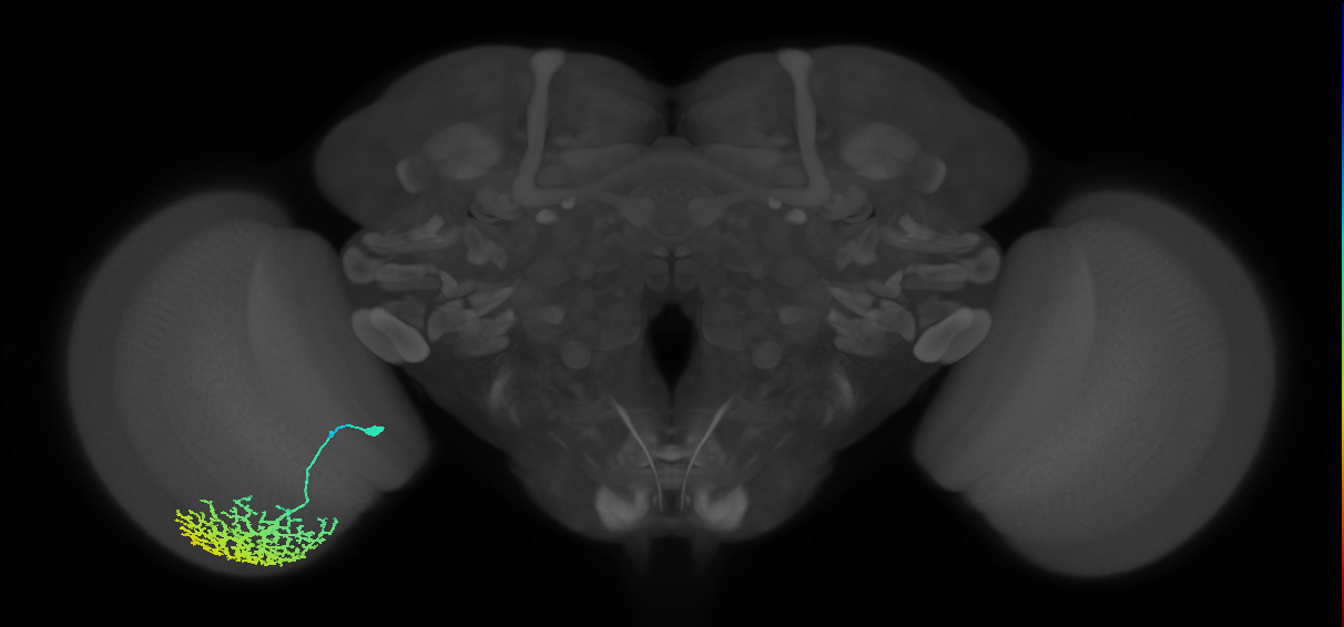 Dm13_L (MaleCNS:13482)