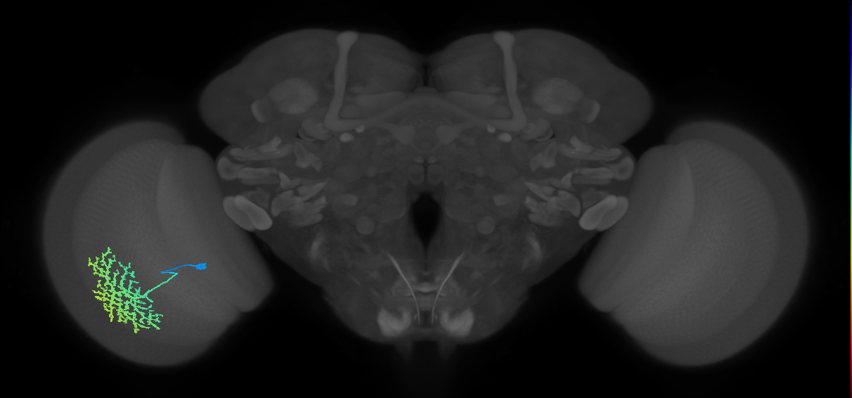 Dm13_L (MaleCNS:14228)