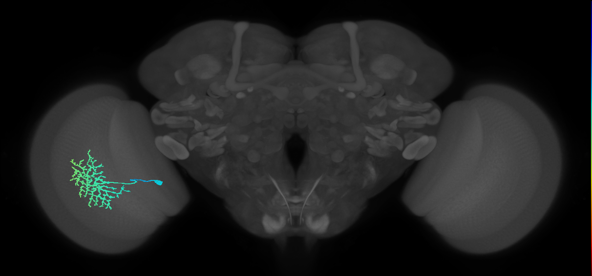 Dm13_L (MaleCNS:15700)