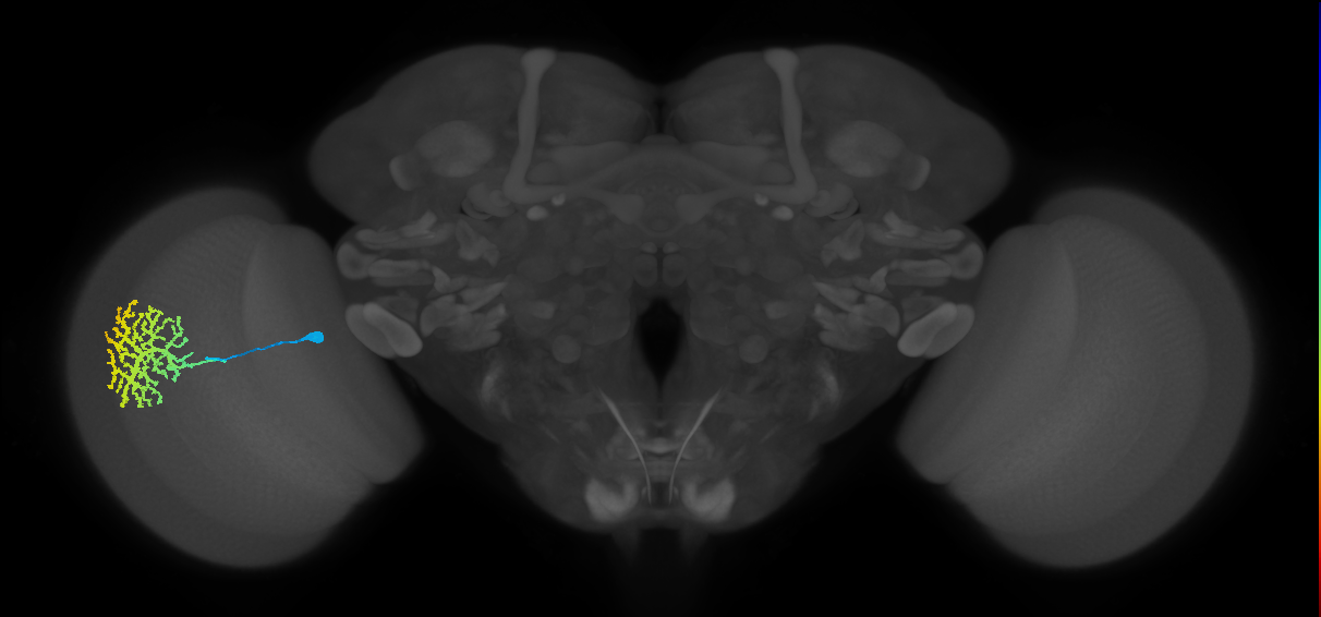 Dm13_L (MaleCNS:11273)
