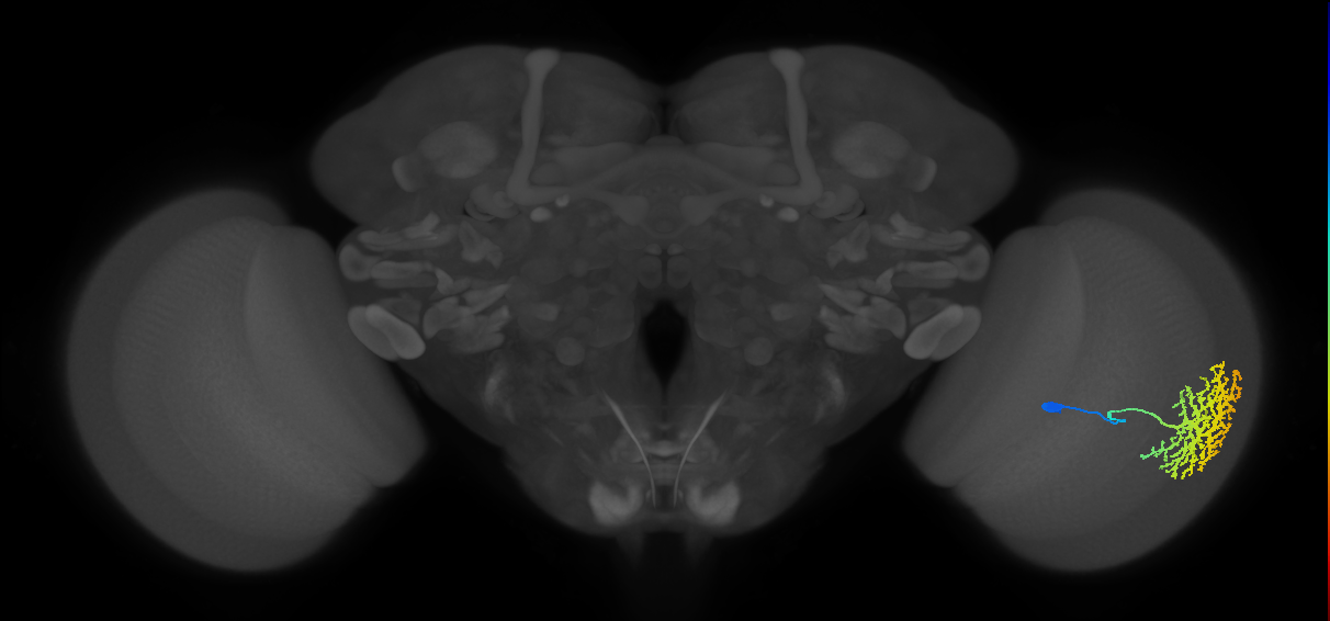 Dm13_R (MaleCNS:13933)