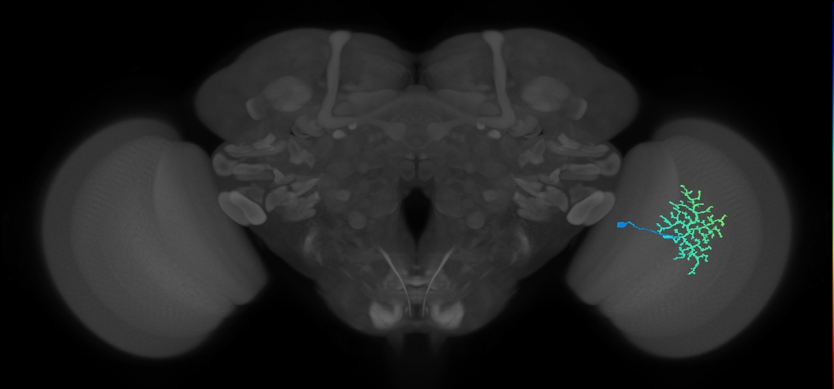 Dm13_R (MaleCNS:18216)