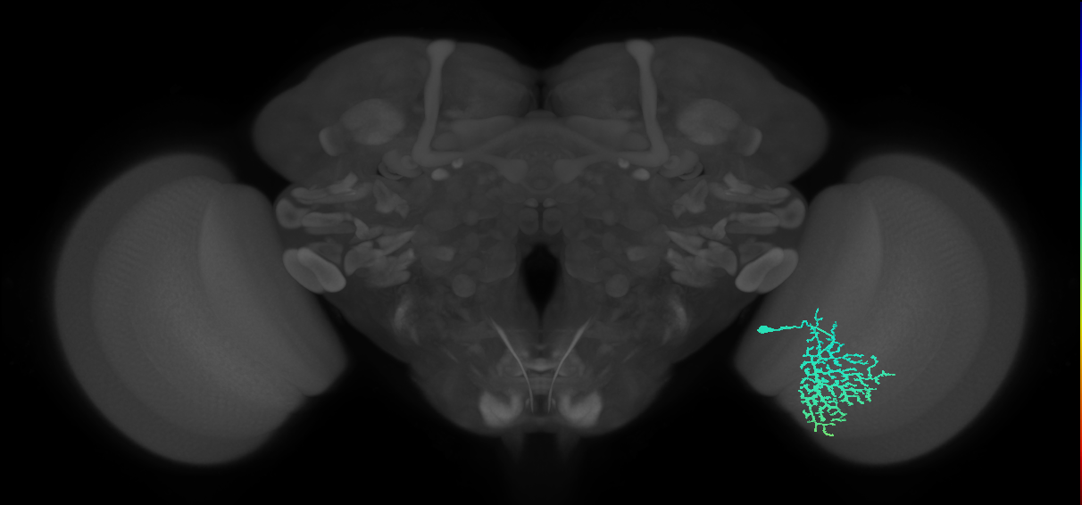 Dm13_R (MaleCNS:15069)