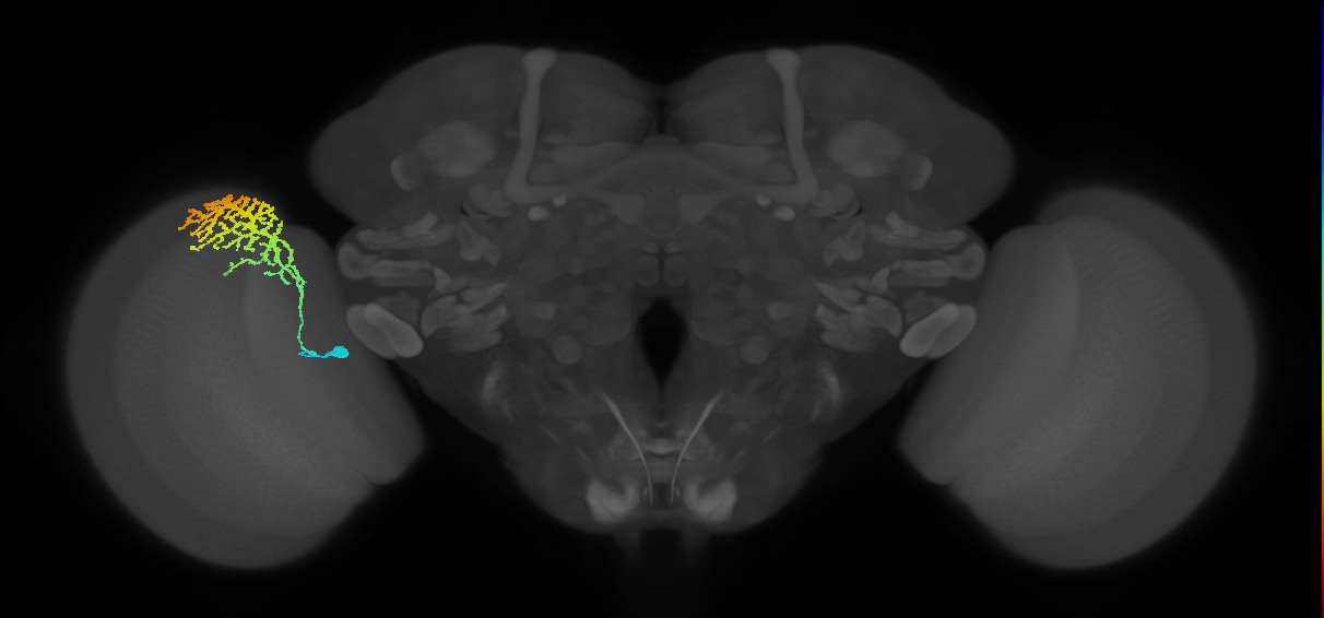 Dm13_L (MaleCNS:14366)