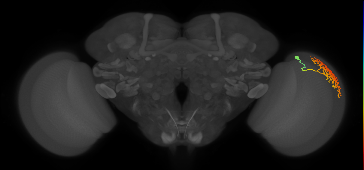 Dm13_R (MaleCNS:13847)