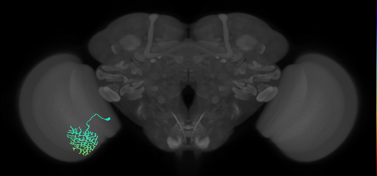 Dm13_L (MaleCNS:13884)
