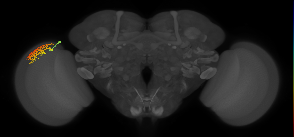 Dm13_L (MaleCNS:14126)