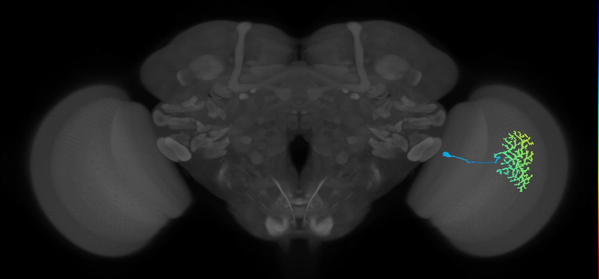 Dm13