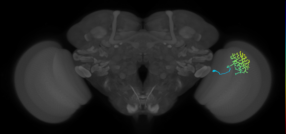 Dm13_R (MaleCNS:16792)