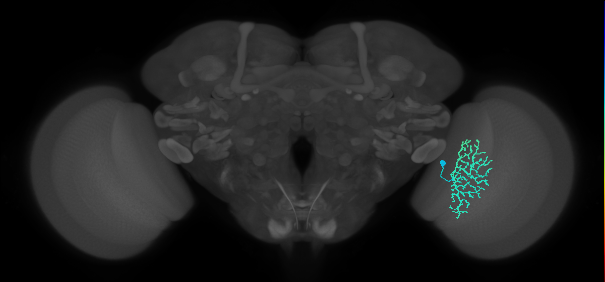 Dm13_R (MaleCNS:17106)