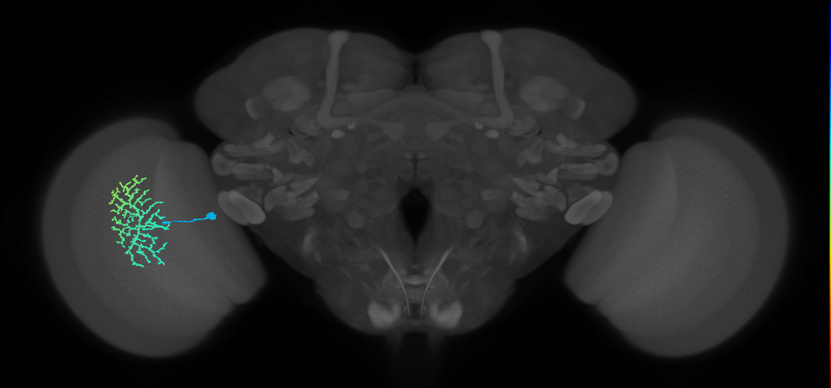 Dm13_L (MaleCNS:521561)