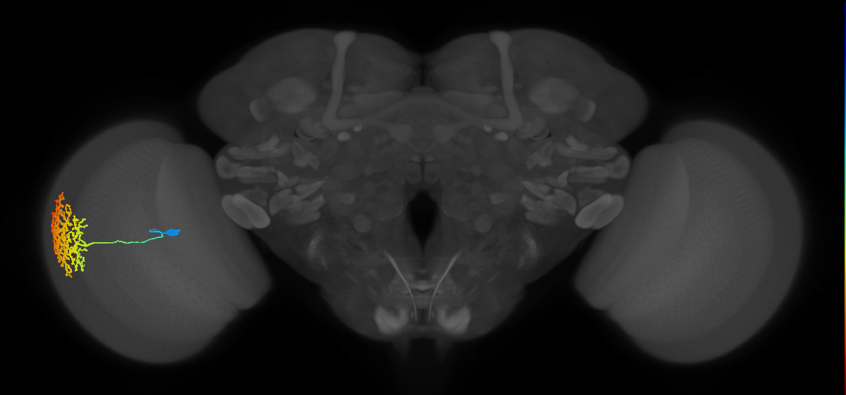 Dm13_L (MaleCNS:12303)
