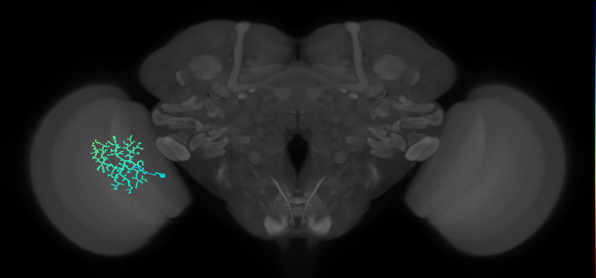 Dm13_L (MaleCNS:11593)