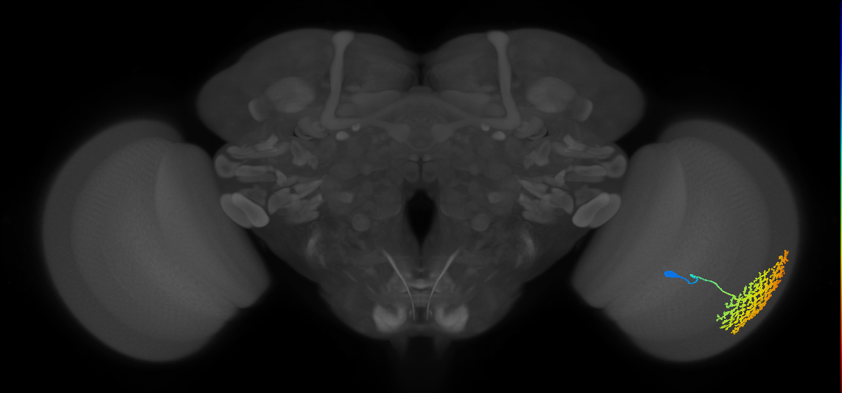 Dm13_R (MaleCNS:13678)