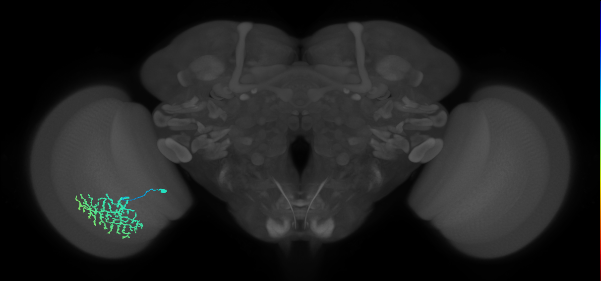 Dm13_L (MaleCNS:13053)
