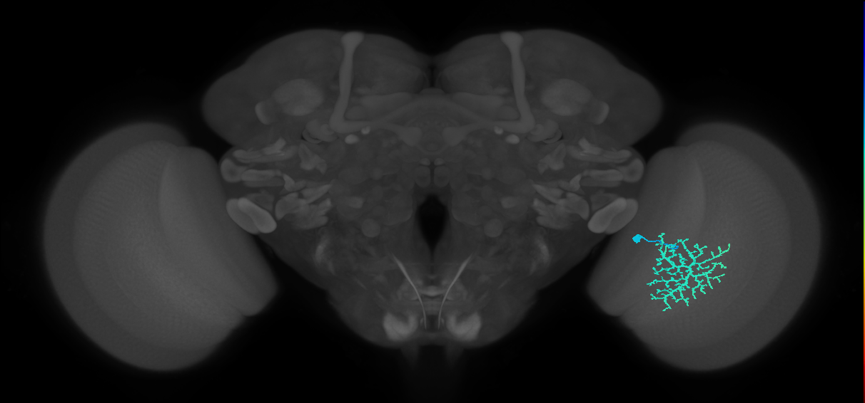 Dm13_R (MaleCNS:18228)
