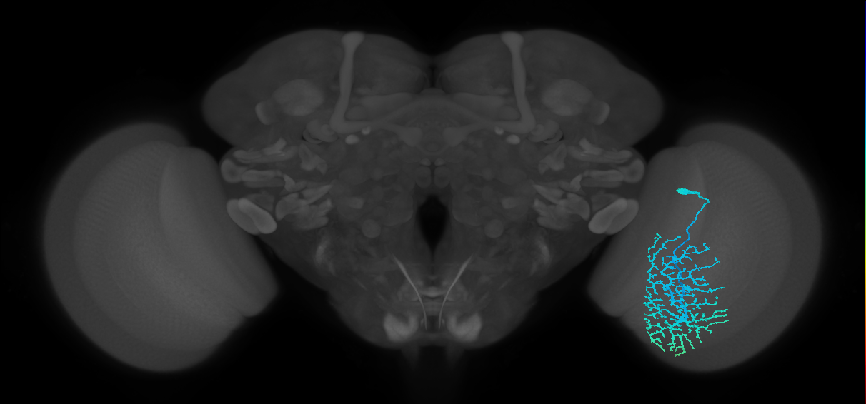 Dm14_R (MaleCNS:14945)