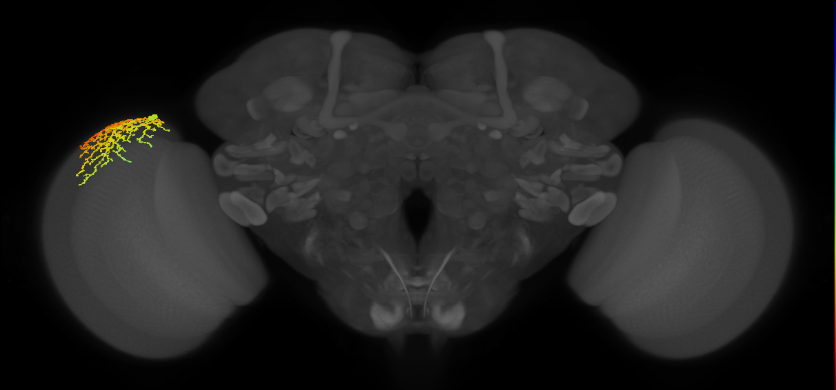 Dm14_L (MaleCNS:16252)