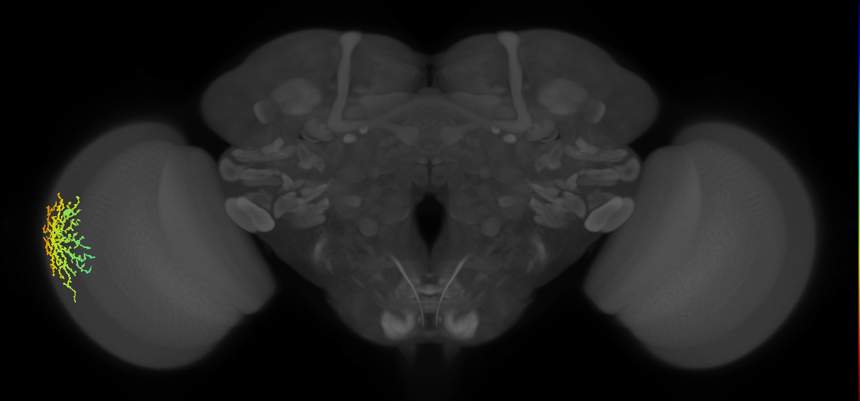 Dm14_L (MaleCNS:16116)