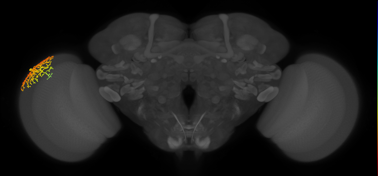 Dm14