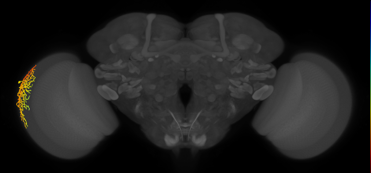 Dm14_L (MaleCNS:517275)