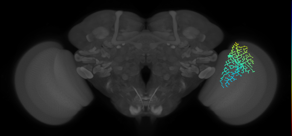 Dm14