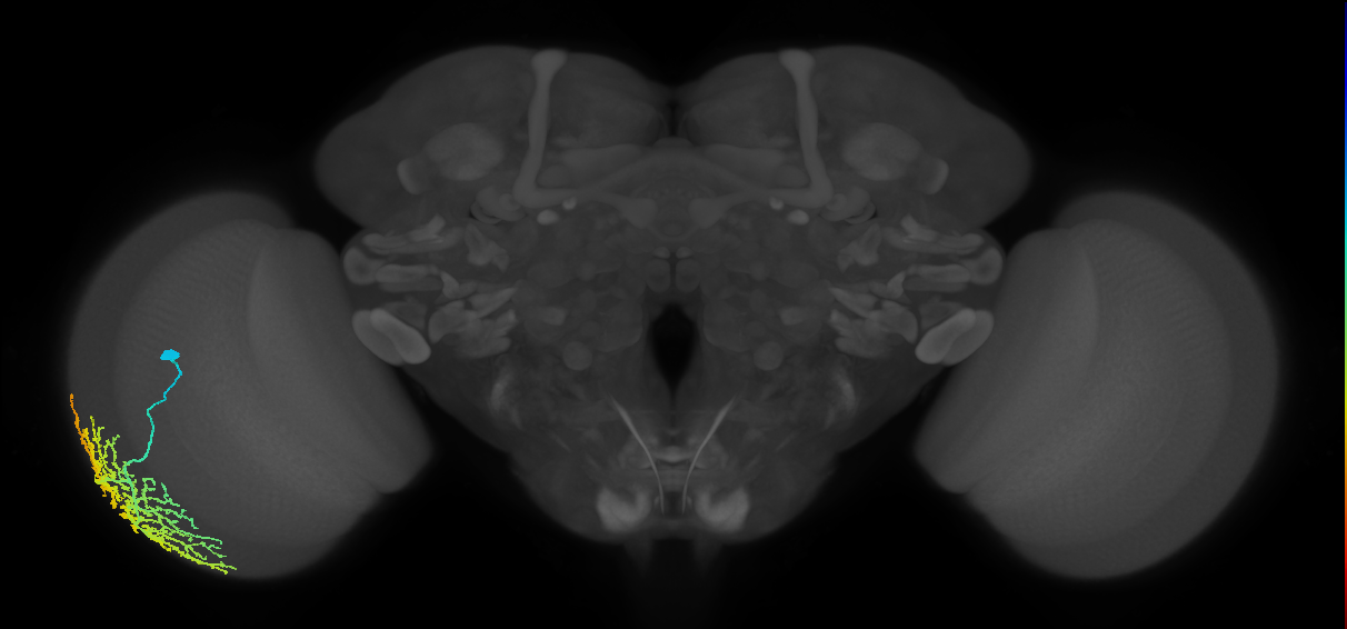 Dm14_L (MaleCNS:513337)