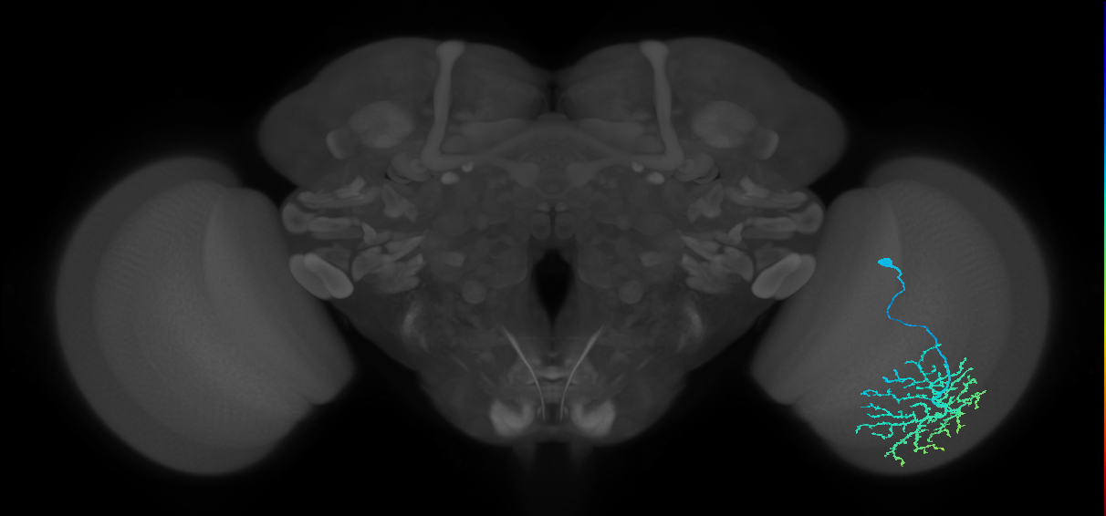 Dm14_R (MaleCNS:17149)