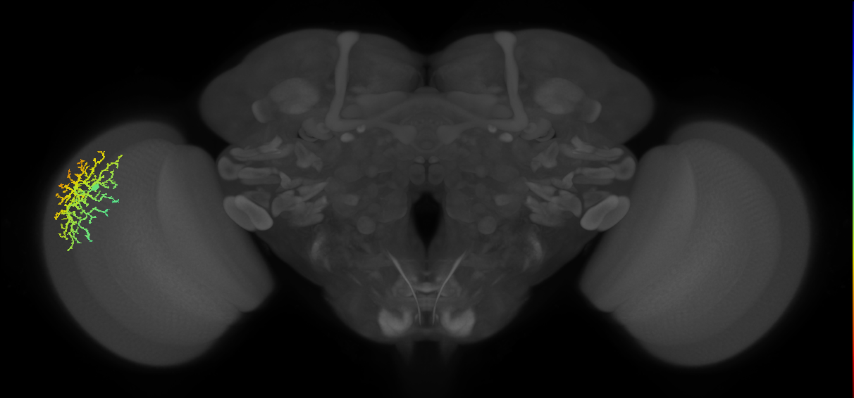 Dm14