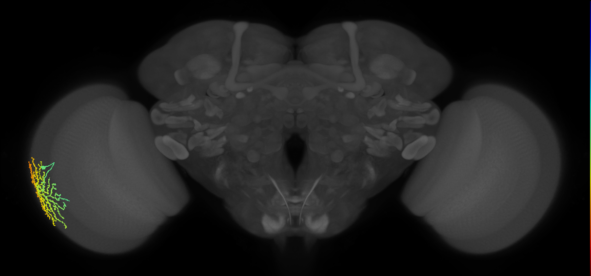 Dm14_L (MaleCNS:18797)