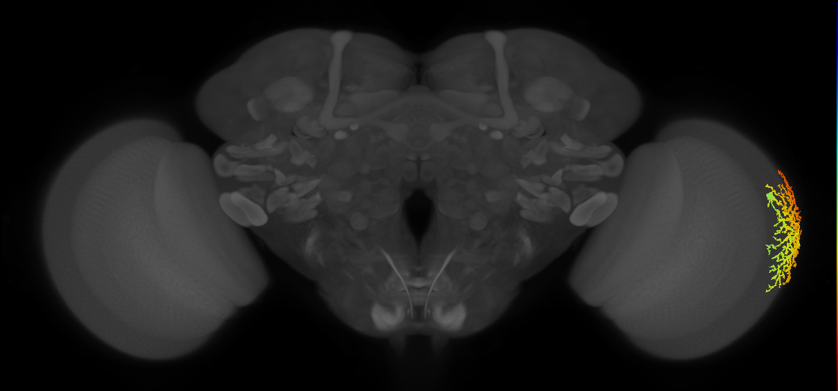 Dm14_R (MaleCNS:294268)