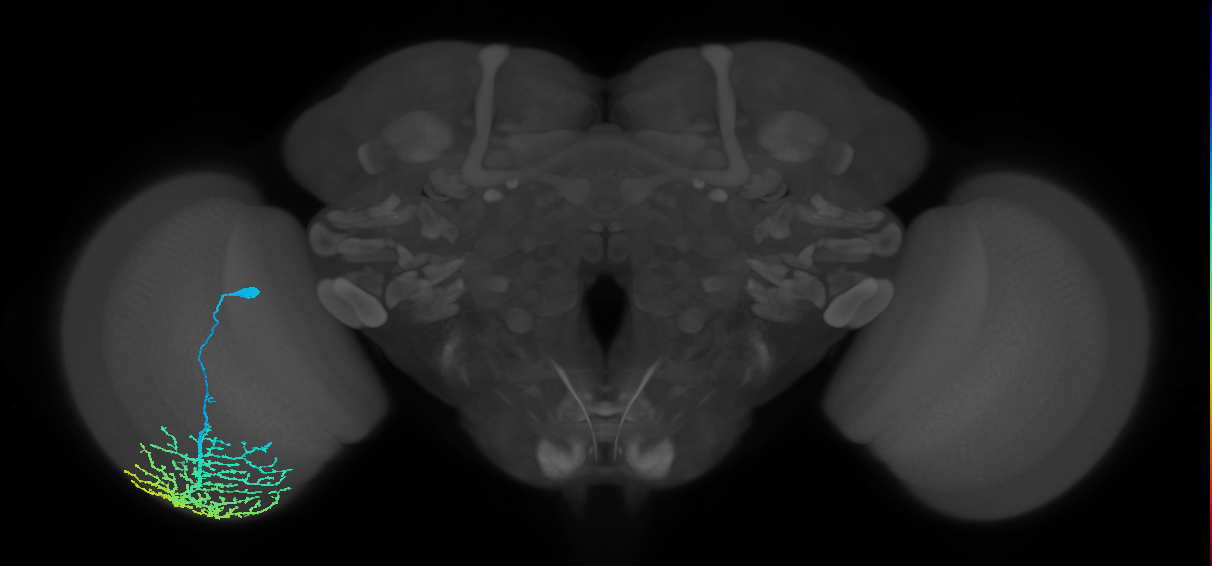 Dm14_L (MaleCNS:14847)