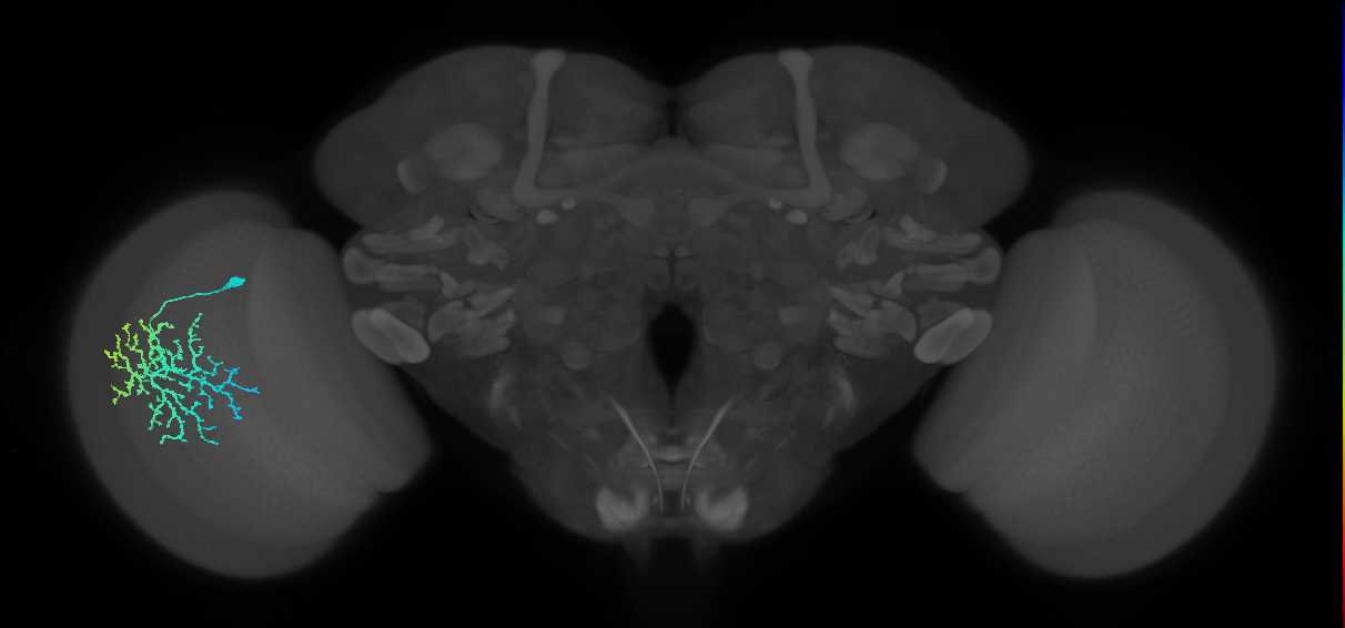 Dm14_L (MaleCNS:15585)