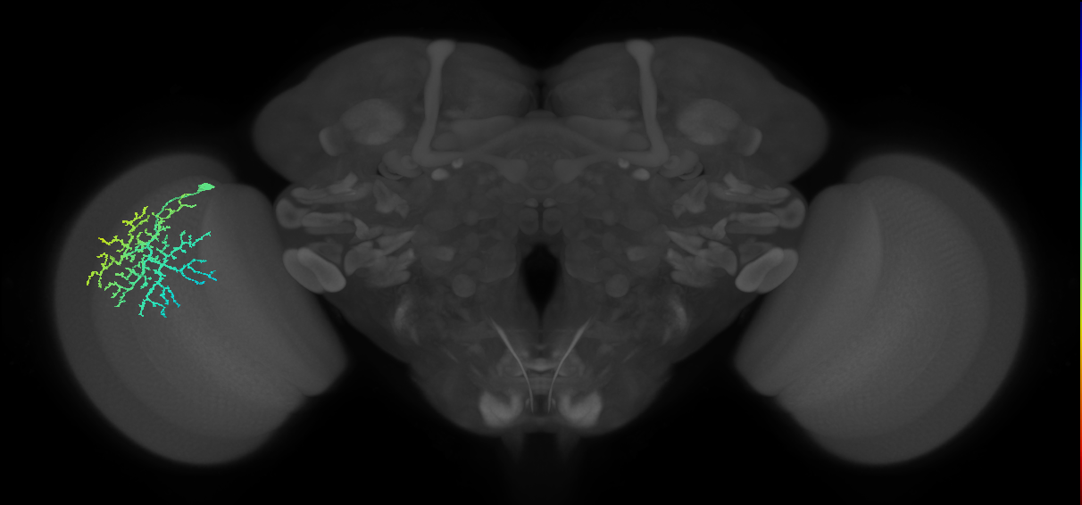 Dm14_L (MaleCNS:14216)