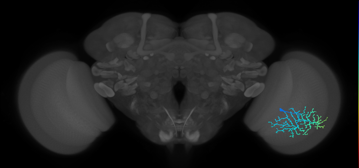 Dm14_R (MaleCNS:18407)