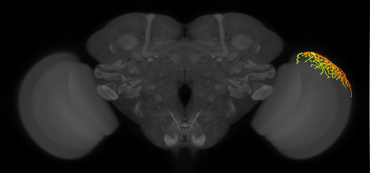 Dm14_R (MaleCNS:14107)