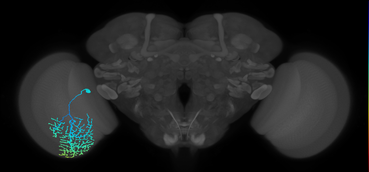 Dm14_L (MaleCNS:513872)