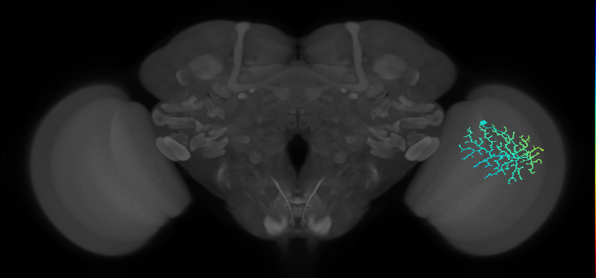 Dm14