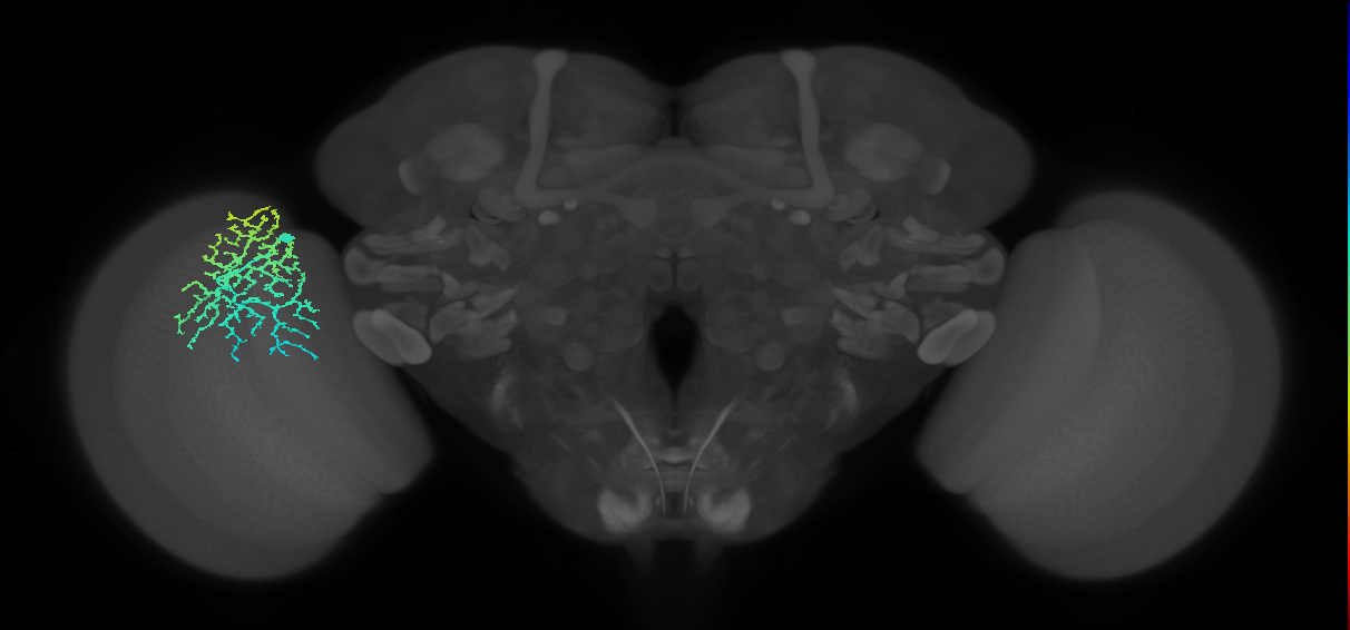 Dm14