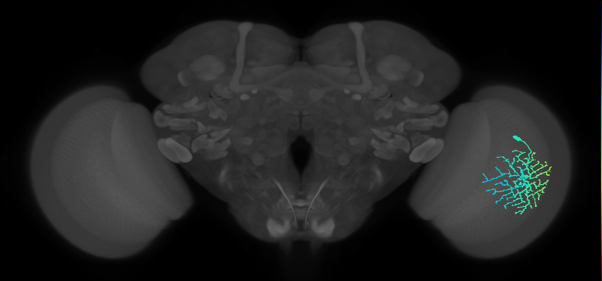 Dm14_R (MaleCNS:17541)