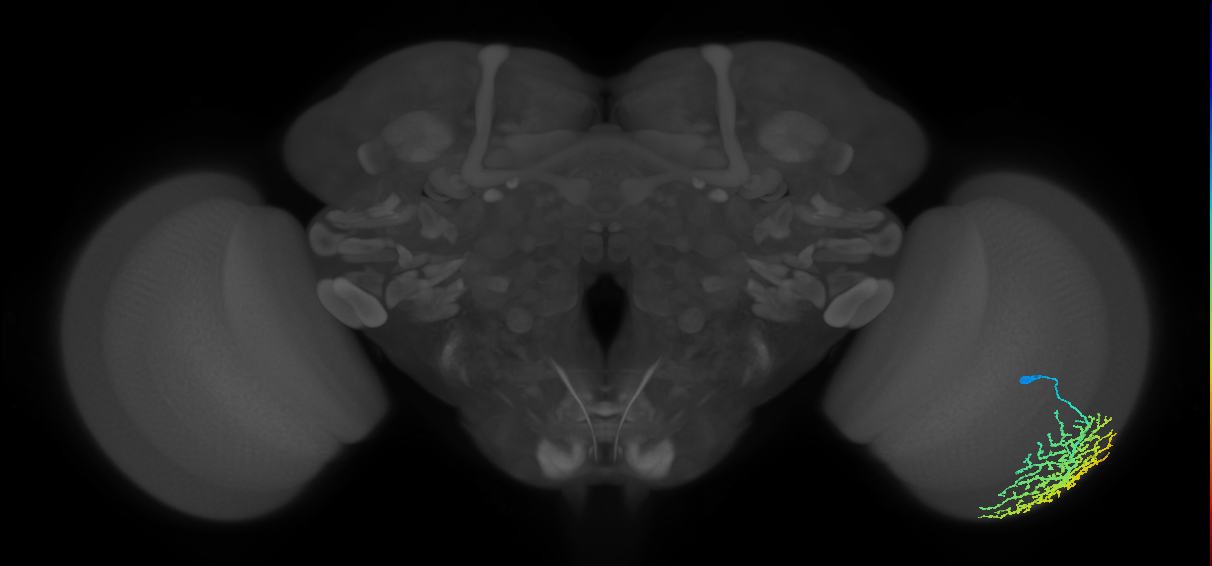Dm14_R (MaleCNS:16034)