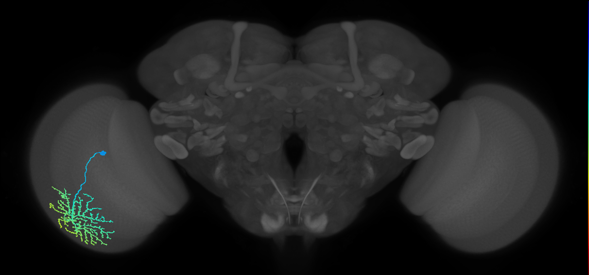 Dm14_L (MaleCNS:17791)